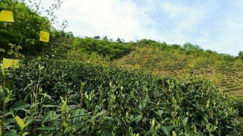 农民专业合作社加入流程：关键步骤与实际操作建议
